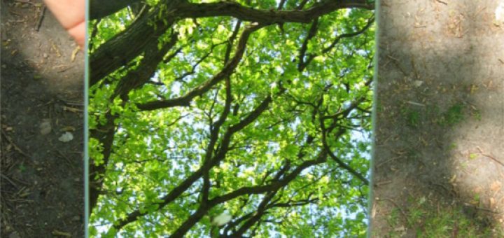 Hand mit Spiegel, der Richtung Himmel augerichtitet ist und die Baumkronen in einem Wald spiegelt.
