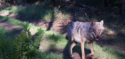 Wolfsfoto