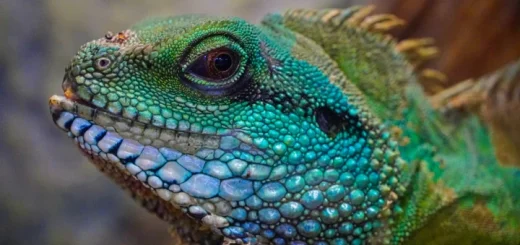 Auf dem Bild sieht man einen farbenprächtigen Leguan von der Seite aufgenommen. Es handelt sich um ein Symbolbild für Dragon Dreaming.