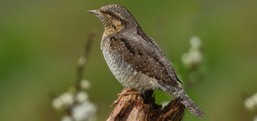Ein Wendehals sitzt auf einem alten Stück Holz
