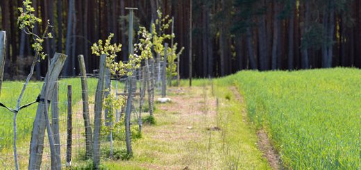 Baumreihe auf dem Agroforst in SIeben Linden