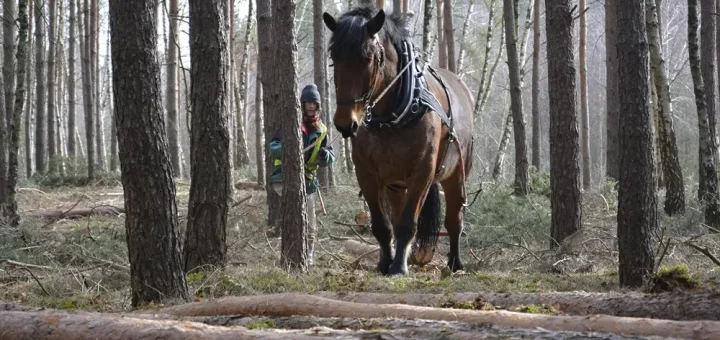 Ein Frau in Arbeitskleidung führt ein Pferd durch den Wald. Das Pferd zieht Baumstämme an seinem Geschirr.