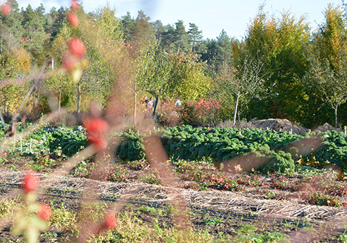 Gemüsegarten Sieben Linden, Hecken